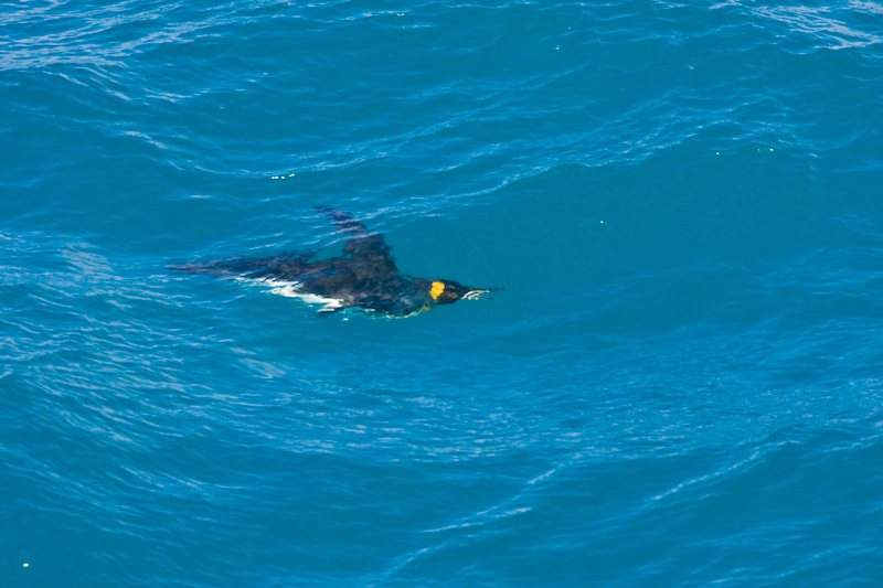 King Penguin Swimming Underwater